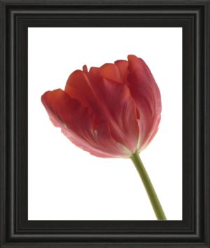22 in. x 26 in. “Red Tulip” By Art Photo Pro Framed Print Wall Art
