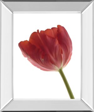 22 in. x 26 in. “Red Tulip” By Art Photo Pro Mirror Framed Print Wall Art