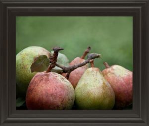 22 in. x 26 in. “Comice Pear Il” By Rachel Perry Framed Print Wall Art