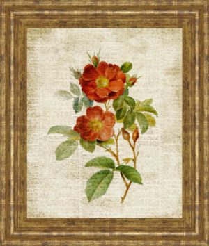 22 in. x 26 in. “Roses On Newsprint Il” By Lanie Loreth Framed Print Wall Art