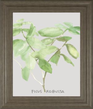 22 in. x 26 in. “Ficus Robusta” By Katrien Soeffers Framed Print Wall Art