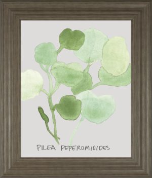 22 in. x 26 in. “Pilea Peperomioides” By Katrien Soeffers Framed Print Wall Art