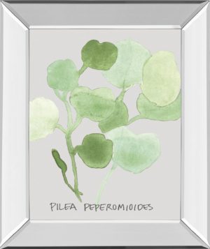 22 in. x 26 in. “Pilea Peperomioides” By Katrien Soeffers Mirror Framed Print Wall Art
