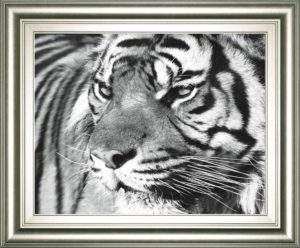 22 in. x 26 in. “Tiger Eyes” By Xavier Ortega Framed Print Wall Art