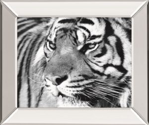 22 in. x 26 in. “Tiger Eyes” By Xavier Ortega Mirror Framed Print Wall Art