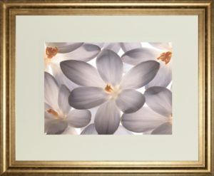 34 in. x 40 in. “Petal Perfect” By Assaf Frank Framed Print Wall Art