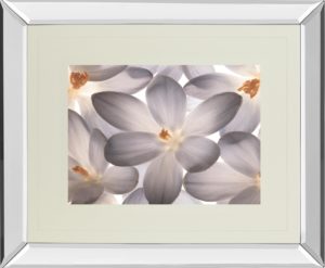 34 in. x 40 in. “Petal Perfect” By Assaf Frank Mirror Framed Print Wall Art