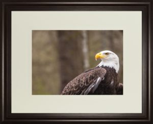 34 in. x 40 in. “Majestic Eagle” By Garytog Double Matted Framed Print Wall Art
