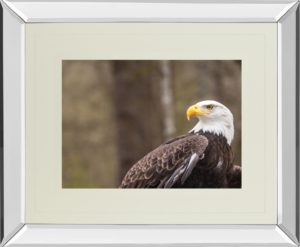 34 in. x 40 in. “Majestic Eagle” By Garytog Double Matted Mirror Framed Wall Art