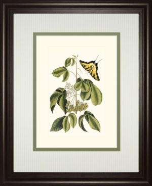 34 in. x 40 in. “Papilio Antilochus” By Marc Catesby Framed Print Wall Art