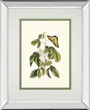 34 in. x 40 in. “Papilio Antilochus” By Marc Catesby Mirror Framed Print Wall Art