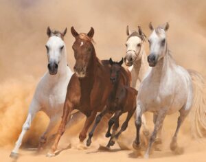 FRAMED SMALL – FOUR HORSES