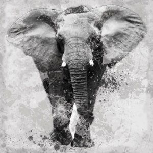 FRAMED SMALL – PROUD ELEPHANT BY CAROL ROBINSON