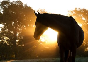 SMALL – HORSE SILHOUTTE