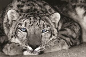 FRAMED SMALL – SNOW LEOPARD SANCTUARY BY D. WELLING