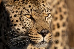 CHEETAH STARE BY  JIMMY’Z