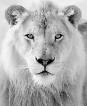 BLACK AND WHITE LION