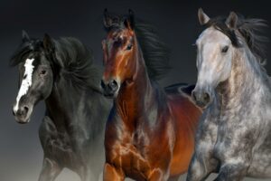 THREE HORSES