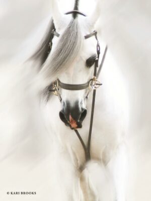 DREAM HORSE BY KARI BROOKS