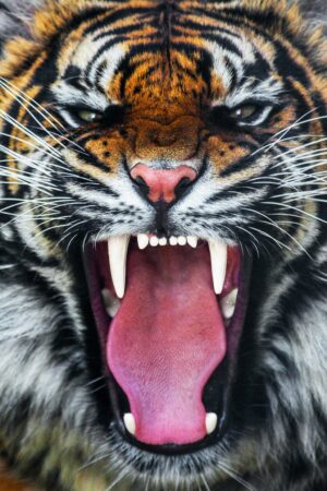 FRAMED – ANGRY TIGER