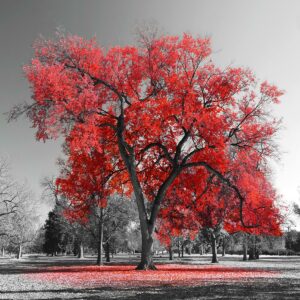 Temp Glass w/Foil – Red Tree
