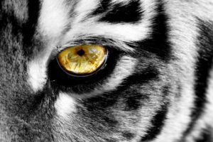 Temp Glass w/Foil – Eye of a Tiger