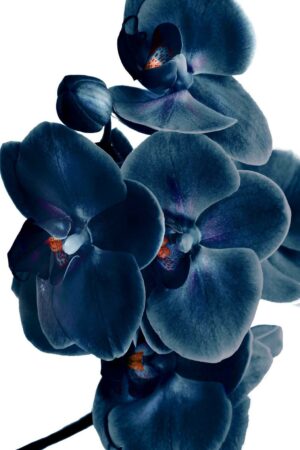 Temp Glass w/Foil  – Blue Orchid