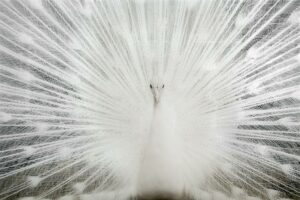 Tempered Glass W/Foil & Rhinestones – White Peacock