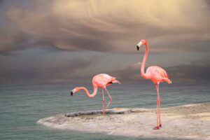 Tempered Glass W/Foil – Flamingo