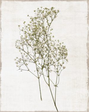 FRAMED SMALL – FARMHOUSE PRESSED FLOWER I BY NATALIE CARPENTIERI