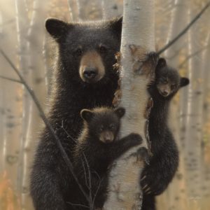 FRAMED – BLACK BEAR BY COLLIN BOGLE