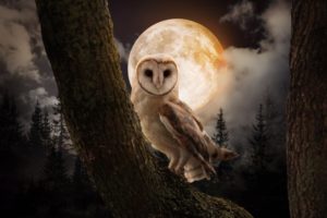 Temp Glass w/Foil -Night Owl