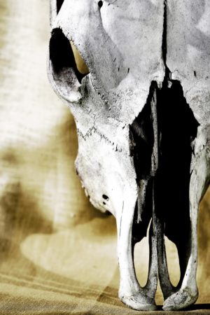 Temp Glass w/ Foil – Cattle Skull