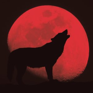 Red Wolf by Classy Art