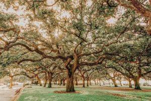 Low Country Oaks II by Jennifer Rigsby (FRAMED)(SMALL)