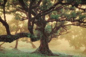 Tree Dreams by Martin Podt (SMALL)