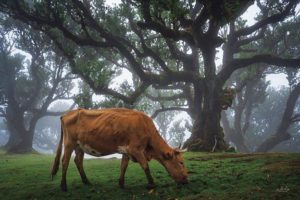 Cow in the Fog by Martin Podt (FRAMED)