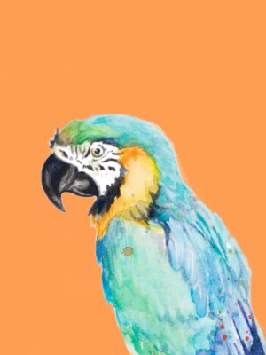 Parrot Portrait by Patricia Pinto (FRAMED)