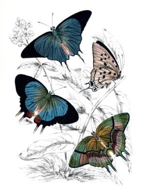 Butterfly Study I by Piddix  (FRAMED)