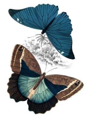 Butterfly Study II by Piddix  (SMALL)