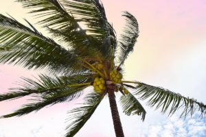Palm Breeze  by Natalie Carpentieri (FRAMED)