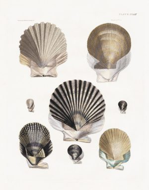 Vintage Shell I by Kelly Donovan (FRAMED)