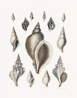 Vintage Shell II by Kelly Donovan (FRAMED)