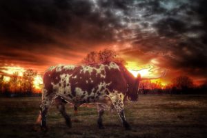 Tempered Glass w/ Foil – Longhorn at Sunset