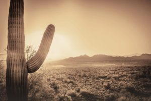 Tempered Glass – Sepia Desert Cactus