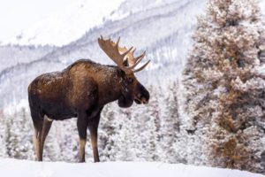 Tempered Glass – Moose in Snow